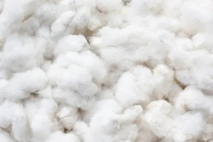 Clean, fluffy cotton fibers after ginning, ready for spinning into premium yarns