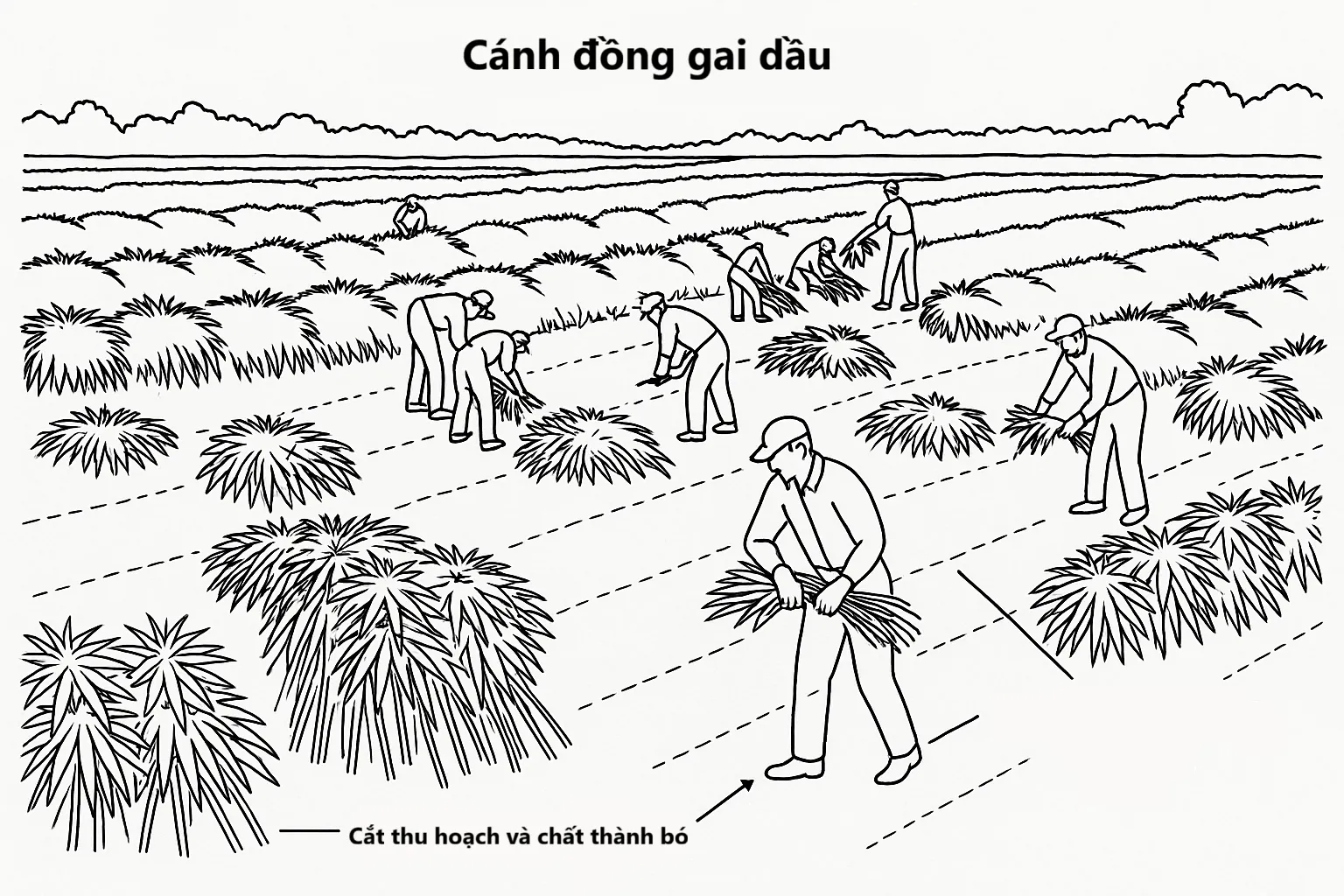 Canh dong gai dau Gai dầu đang được trồng ngày càng nhiều trên thế giới để phục vụ ngành dệt may bền vững.