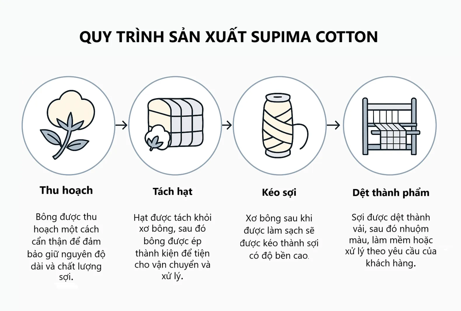 Quy trình sản xuất Supima cotton từ thu hoạch bông đến dệt thành vải 